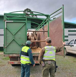 Detenido por abigeato en control carretero en la Ruta 5 Sur, Valdivia
